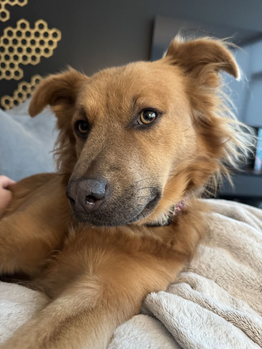 Lexi, a tan mixed breed dog